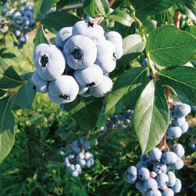 【今季終了】【冷蔵】北海道 上田さんの有機ブルーベリー(47005)