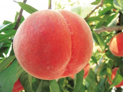 【今季終了】山梨県産・古屋さんの桃3kg(40005)