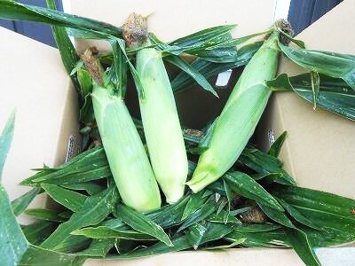 【今季終了】【冷蔵】北海道 相内さんの有機とうもろこし10本(98010)