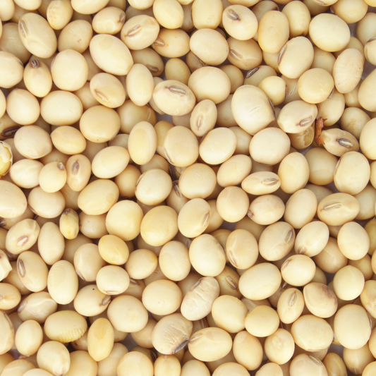 200g organic white soybeans
