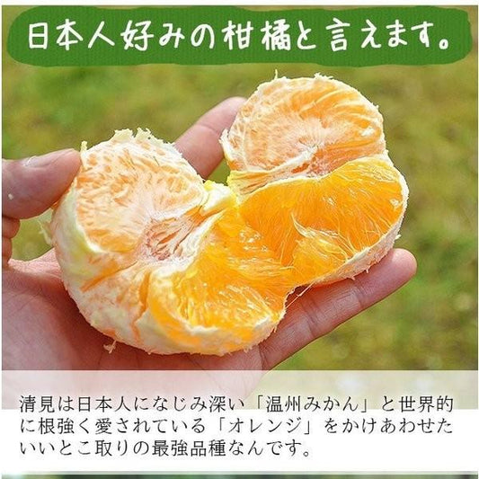 和歌山県グリーンジャンクション田村さん・完熟清美オレンジ 5kg