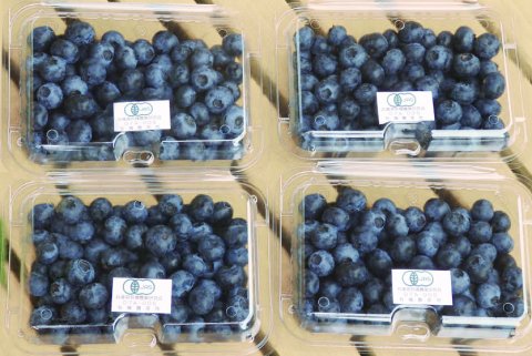 【今季終了】【冷蔵】奥丹波産・古谷さんの有機ブルーベリー(93004)