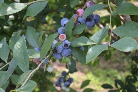 【今季終了】【冷蔵】奥丹波産・古谷さんの有機ブルーベリー(93004)