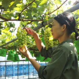 桑本農園 桑本晶子さん