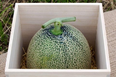 兵庫県産・神鍋高原のメロン(93003)