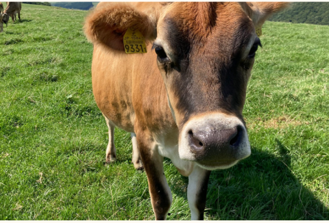 【冷蔵】CHEESEDOMのスカモルツァ【有機JAS認証取得】(金のみ入荷)