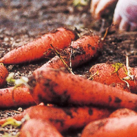 雪国生まれのおいしい人参ジュースA(6本)(13001)