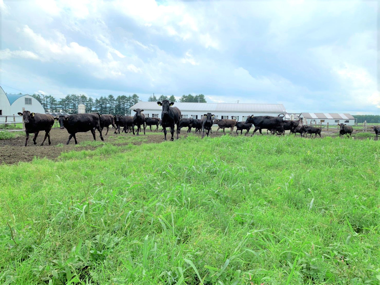 【冷凍】山形の絶品ブランド牛「米沢牛」焼肉セット(93012)