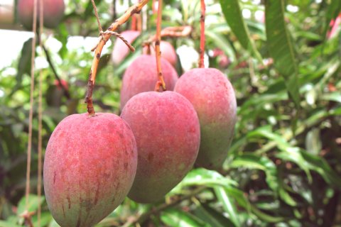 【今季終了】【冷蔵】沖縄県産・奇跡のアップルマンゴー1kg(29002)