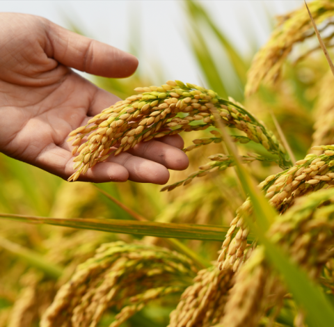 【次回入荷2025年秋】山形・佐藤さんのこしひかり胚芽米2㎏(無施肥・無農薬 )