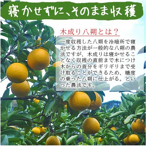和歌山県グリーンジャンクション田村さん・木成り八朔 2kg
