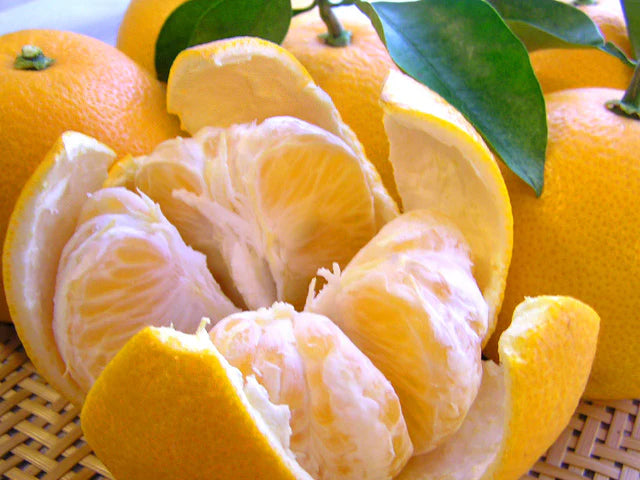 和歌山県グリーンジャンクション田村さん・さつき八朔 2kg