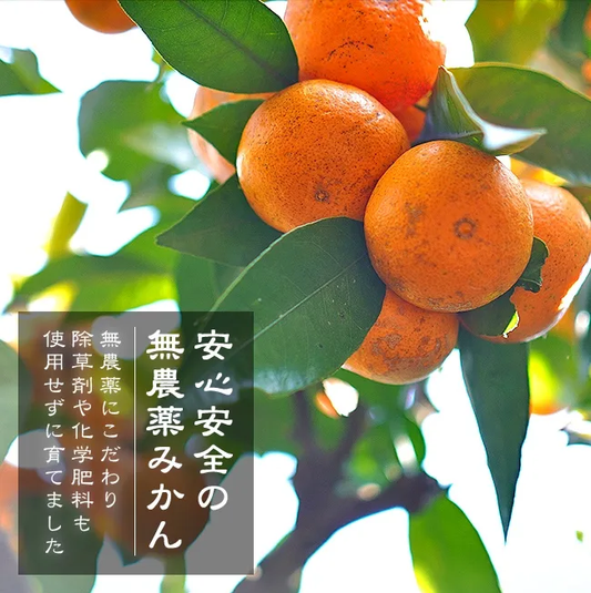 グリーンジャンクション 紀州みかん5kg(99002)