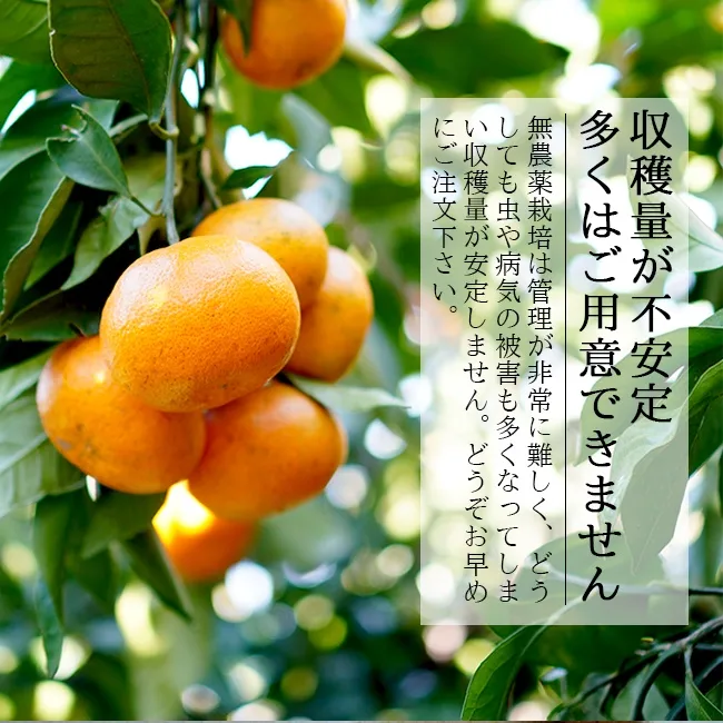 グリーンジャンクション 紀州みかん5kg(99002)