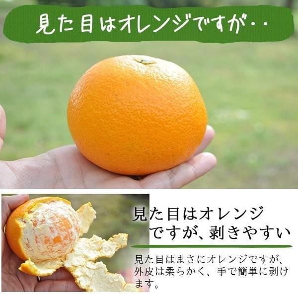 和歌山県グリーンジャンクション田村さん・完熟清美オレンジ　5kg