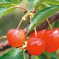 [Deadline until 6/30 (Sun)] [Refrigerated] Limited to 30 pieces, Aomori Prefecture, Hirai-san's Cherries (68001) 
