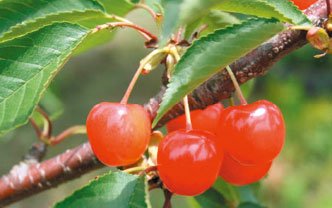 [Deadline until 6/30 (Sun)] [Refrigerated] Limited to 30 pieces, Aomori Prefecture, Hirai-san's Cherries (68001) 