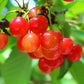 [Deadline until 6/30 (Sun)] [Refrigerated] Limited to 30 pieces, Aomori Prefecture, Hirai-san's Cherries (68001) 