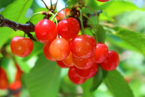 [Deadline until 6/30 (Sun)] [Refrigerated] Limited to 30 pieces, Aomori Prefecture, Hirai-san's Cherries (68001) 