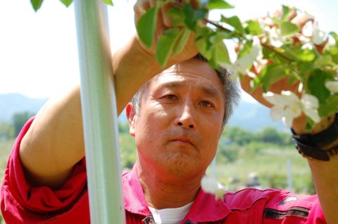 [Deadline until 6/30 (Sun)] [Refrigerated] Limited to 30 pieces, Aomori Prefecture, Hirai-san's Cherries (68001) 