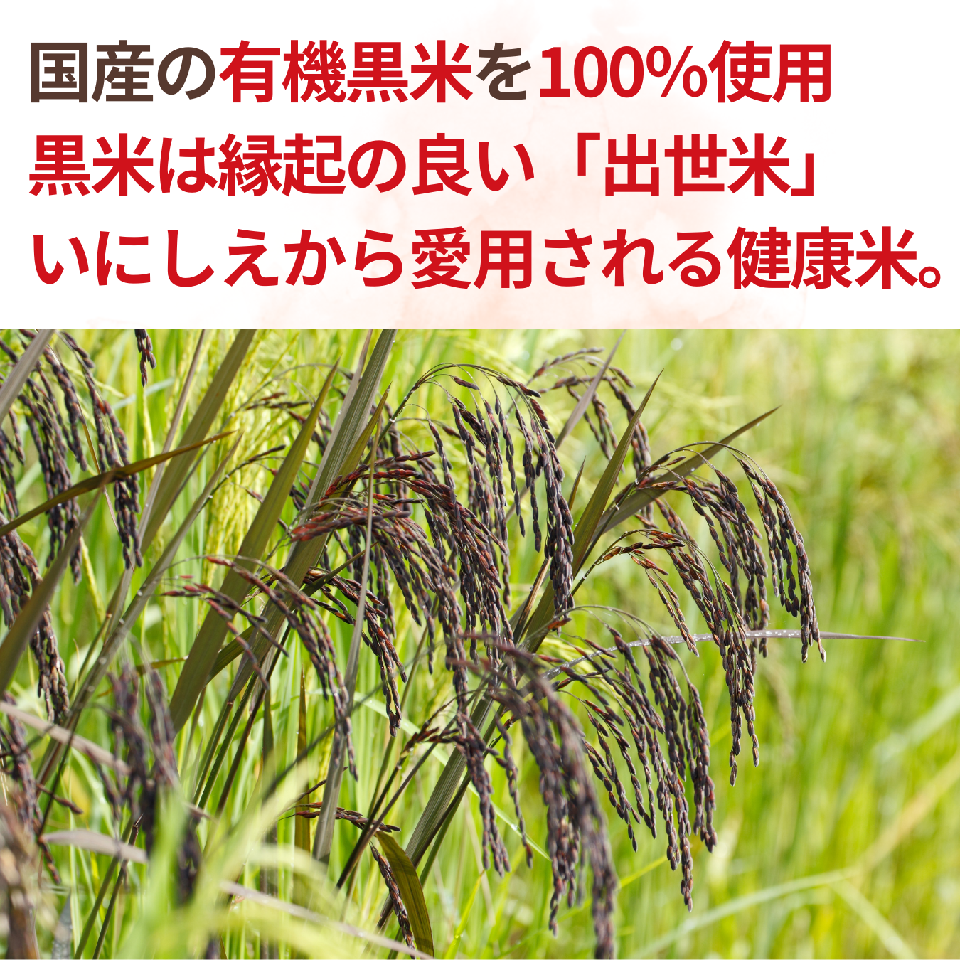 NH domestic organic black rice 