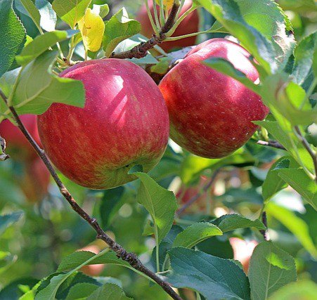 平井さんの葉とらずりんご５kg（68002）