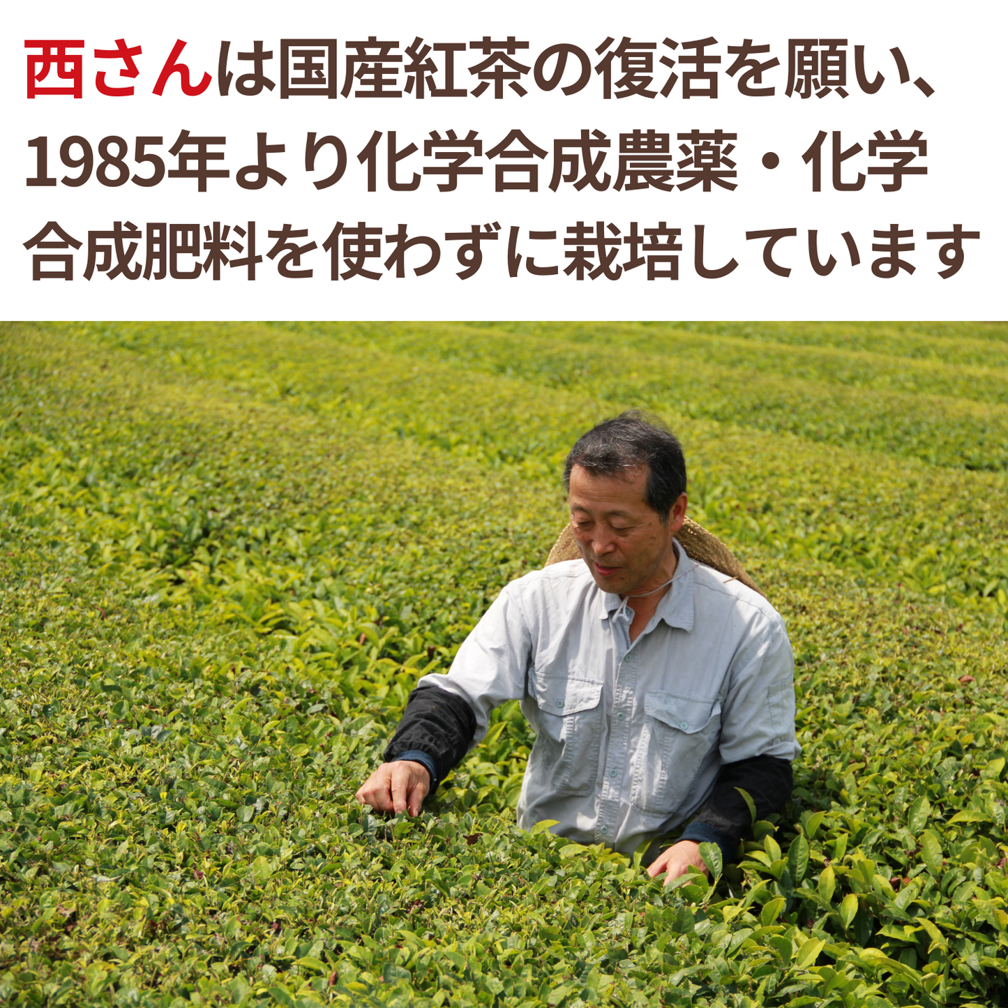NH Daichi no Omoide Japanese black tea leaves 