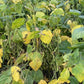 [Refrigerated] Tsubakikiya Domestic Organic Soybeans Unohana 120g 