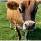 [Refrigerated] CHEESEDOM Scamorza [JAS Organic Certified] 