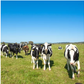 [Refrigerated] Organic drinking yogurt made from grass-fed beef from Uno Farm 200ml 