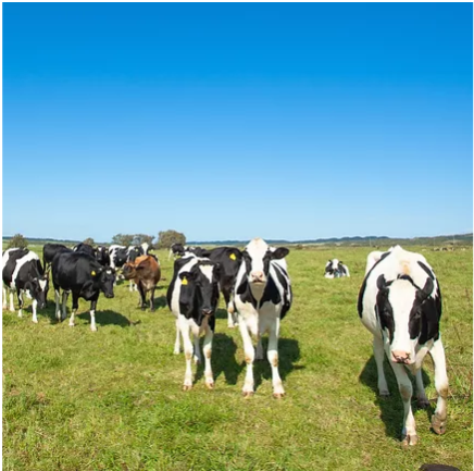[Refrigerated] 900ml of the finest grass-fed milk from Uno Farm (available only on Wednesdays) 