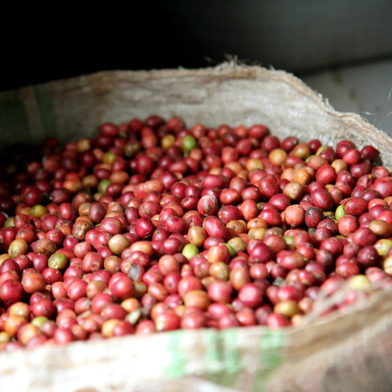 Karuizawa Roastery Organic Rwanda Mikoff (flour) 