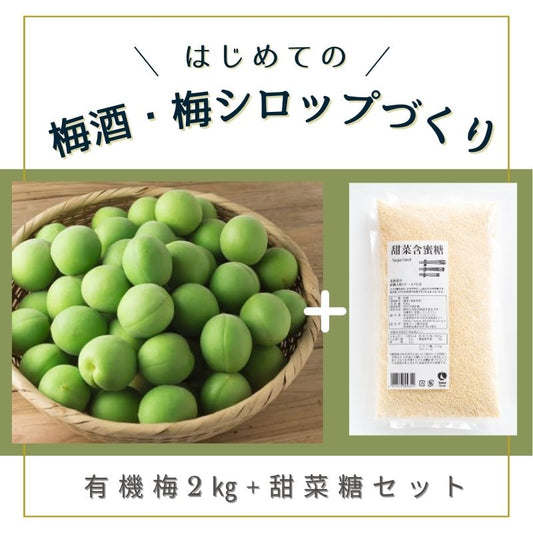 【受付締切 6/3まで】はじめての梅仕事セット 果実しっかり果汁が多い もぎたて有機 白加賀（梅ジュース・梅酒用）2㎏+甜菜糖（A-1）