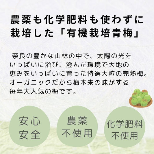 【受付締切 6/3まで】果実しっかり果汁が多い もぎたて有機 白加賀（梅ジュース・梅酒用）2㎏（A-2）