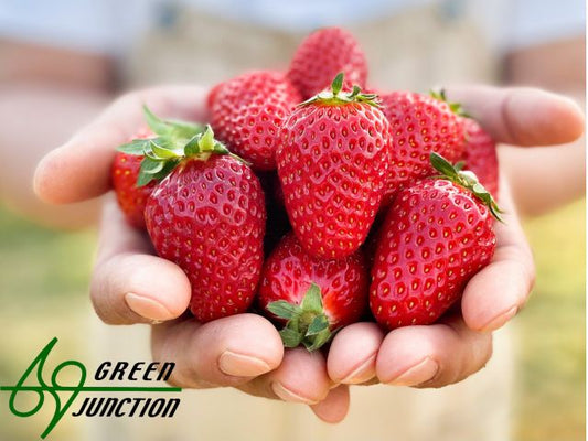 和歌山県グリーンジャンクション田村さん・いちご（まりひめ）４P箱