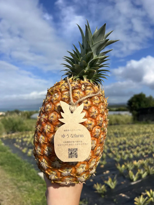 [Deadline: Thursday, August 15th] [Refrigerated] Shine Muscat from Izumo Taisha Town, Shimane Prefecture (93005) 