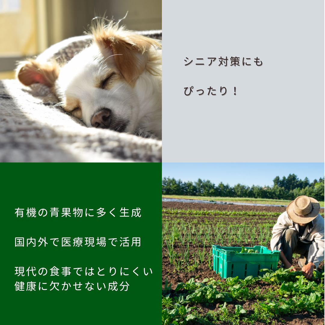 サルベストロール ペット（ペット用サプリ）