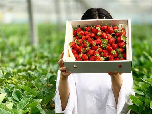 和歌山県グリーンジャンクション田村さん・いちご（まりひめ）４P箱