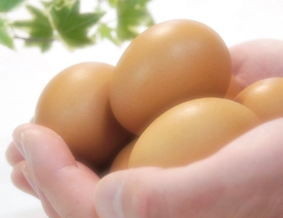 【産地直送】丹波奥郷のたまご　カンナンファームやまぶき  10個入×4P　（送料込）