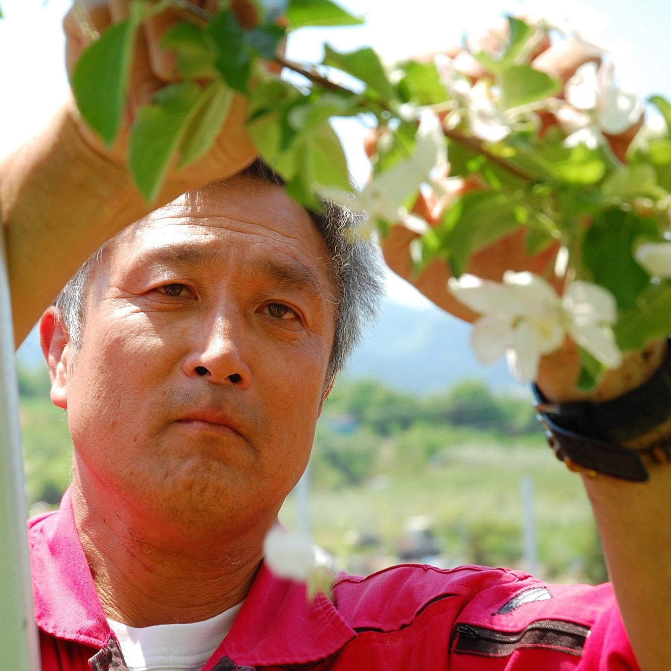 【秋の定期便３か月】平井さんの特別栽培りんご