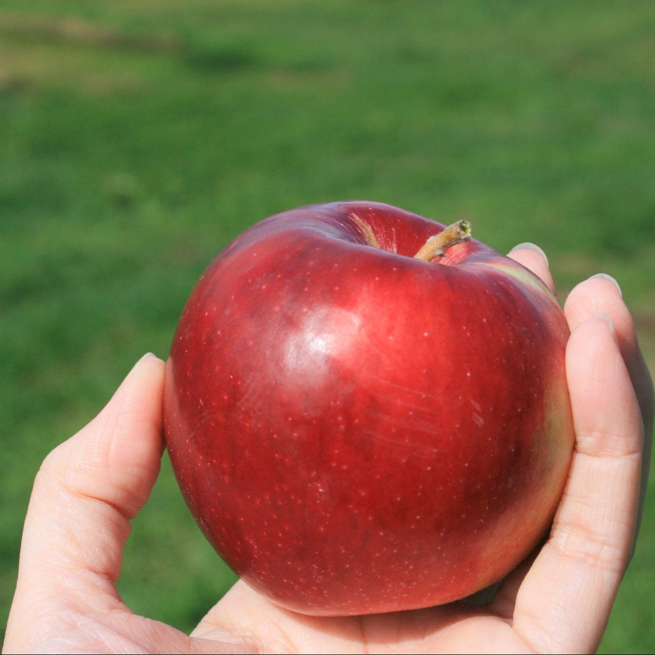 【秋の定期便３か月】平井さんの特別栽培りんご