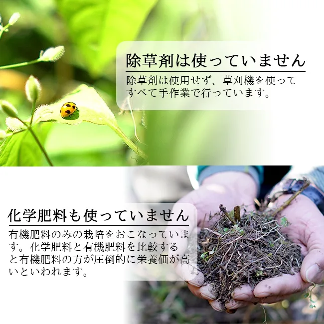 グリーンジャンクション 紀州みかん5kg（99002）