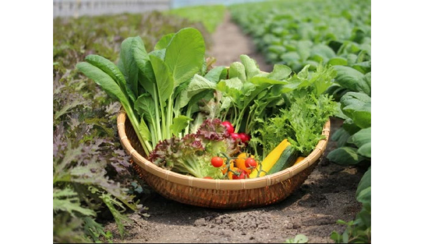 【毎週月曜締切→金曜発送便】サガンベジの野菜箱～植物性で育てた完全無農薬の葉野菜ブランド　有機葉物野菜セット7品×２　